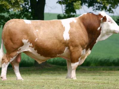 Adaklık ve Kurbanlık Düve 400-420kg