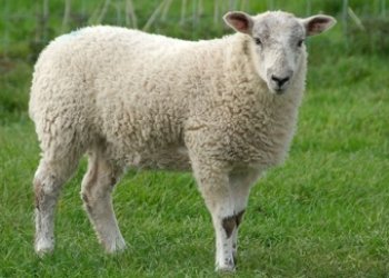 Adakla ilgi şartlar nelerdir?